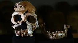 Miért haltak ki a neandervölgyiek? Merész elmélettel állt elő egy tudós 