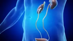 Miért változhat hirtelen a pisilés gyakorisága? 