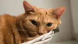 Mitől vörösek a vörös macskák? Évtizedes rejtély oldódott meg 