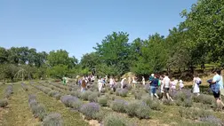 Nagycsaládos kirándulás a levendulamezőn 