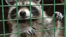 Nem tért jó útra az iszákos mosómedve, már három betörésen van túl a világhírű állat. Illusztráció. Fotó: MTI/H. Szabó Sándor