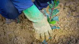 Aggasztó dolog történik a növényekkel világszerte 