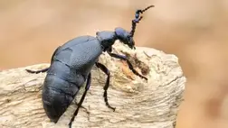 Nünüke: aranyos, de ne fogjuk meg! 