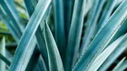 Nyugtatja, puhítja a bőrt, rugalmasabbá teszi a tincseket