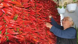 A fűszerpaprika termesztése az utóbbi két esztendőben vett nagyobb lendületet. Fotó: Kárpátinfó/ Kovács Elemér