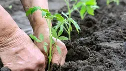 A hajtatási paradicsom kiültetése