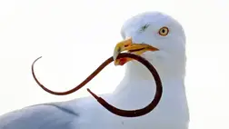 Sirályok meglepő étrendje: sokkoló szokást azonosítottak 