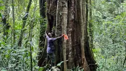 Soha nem látta még ember ezeket a fákat – most jött a felfedezés 