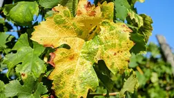 Súlyos szőlőbetegség fenyegeti Magyarországot, szinte az összes borvidék érintett. Illusztráció. Fotó: Internet