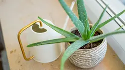 A „szagfogó növények” toplistája – és hova tedd őket