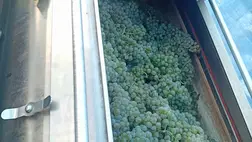 Szőlőfeldolgozás 2025 - Korszerű szempontok a szüret során