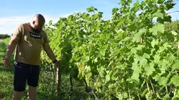 Szőlőtermesztés – 2025. Kevesebb fürt, egészségesebb bogyók - Minőségi borokra számítunk. Fotó: Kárpátinfó/ Kovács Elemér 