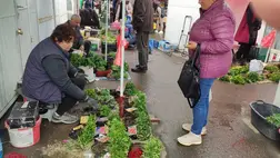 Tart a palántaszezon - Mérsékelt árak, bőséges kínálat. Fotó: Kárpátinfó/ Kovács Elemér