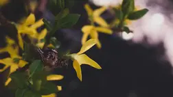 A jövő hét közepéig maradnak a fagyos hajnalok, majd visszatér a tavaszias idő. Illusztráció. Fotó: Getty Images