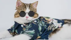 Tolvaj macska tartja rettegésben a szomszédságot – nem fogja kitalálni, mit lop el. Illusztráció. Fotó: Internet