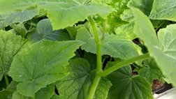 A fóliás uborka palántaneveléséről