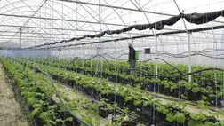 Új utakon a fóliasátras zöldségtermesztésben, avagy megoldások a talajproblémákra (8.)