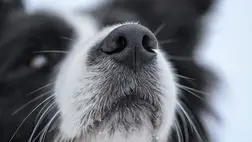 Meglepő felfedezés: nem a vadászkutyák orra a legjobb 