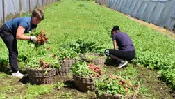 Kárpátalja / Ukrajna / Zöldségtermesztés / Fóliás zöldségtermesztés / retek / retekszezon / szabadföldi zöldségtermesztés / kárpátaljai gazdák / Kárpátalja hírek / Zöldségpiac
