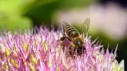  A virágzó pompás varjúháj szirmai között egy méh gyűjtöget. Illusztráció.  (Fotó: MTVA/Bizományosi: Oláh Tibor)