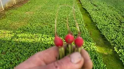 Piacon az első hazai primőr - A retek mindent kibír