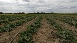 Az édesburgonya gondozása
