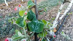 Pusztítottak a kemény mínuszok