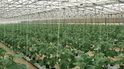 Új utakon a fóliasátras zöldségtermesztésben, avagy megoldások a talajproblémákra (9.)