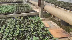 Az új szezon a palántanevelőben kezdődik! - A palántanevelő fóliasátorról