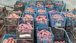 Batátatermesztés – 2025 - Közepes hozamok, bizakodó termelők. Fotó: Kárpátinfó/ Kovács Elemér