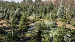 Karácsonyfának szánt, rögzítőhálóba csomagolt fenyőfák a Zala megyei Surdon 2025. november 30-án. MTI/Katona Tibor