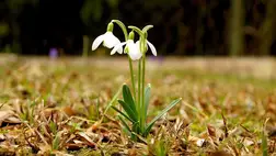 Hóvirág. ( Fotó: Wikipédia )