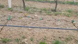 Tavaszi fagykárok után: hogyan folytassuk a növényvédelmet?