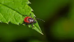 A Lyme-kór elsődleges terjesztői a kullancsok.  Fotó: Shutterstock