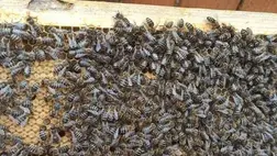 Javában tart a műrajok szaporítása - Óvatos derűlátás a méhészek körében