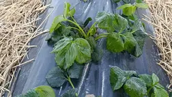 Körkép mínuszok után - A szamóca jelentősen, a szőlő kevésbé károsodott