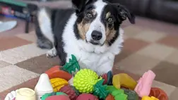 Az ELTE etológusainak vizsgálata szerint a kutyák gazdáik beszélgetéséből is képesek új szavakat tanulni.Illusztráció. Fotó: Internet