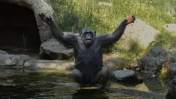 Olyasmi derült ki a csimpánzokról, ami teljesen megdöbbentette a kutatókat. Illusztráció. Fotó: Europa Press News / Getty Images