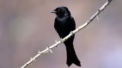 Egy szuahéli drongó. Fotó: Wolfgang Kaehler / LightRocket / Getty Images