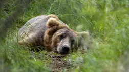 Medve. Illusztráció. Fotó:  John Moore / Getty Images