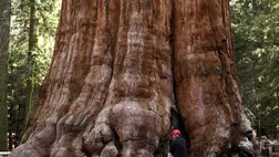 A testes Sherman tábornok 2000 éve állja a sarat a Sierra Nevada hegységben, Kalifornia államban. Fotó: Genaro Molina / Getty Images Hungary