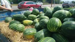 Piacon az első hazai dinnye