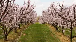 Két héttel korábban virágzik a kajszi - Megint lekvár nélkül maradunk?