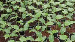 Fóliás zöldségtermesztés: napfényre várva - A korai primőr a nyerő