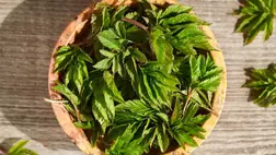 A jiaogulan növényben lévő szaponinok segítenek rendbe tenni a koleszterinszintet, és közben „megolajozzák” az anyagcserét is Fotó: 123RF