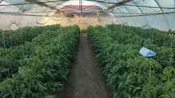 2025-ben is sokan favorizálták a fóliás zöldségtermesztést