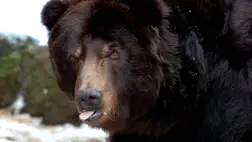 Grizzly medve. Illusztráció (Fotó: MTI/Soós Lajos)