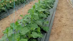 A jövedelmezőség tekintetében továbbra is a koraiság a mérvadó