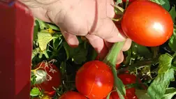 A késői paradicsom esetében 2025 augusztus–szeptemberében túltermelés alakult ki