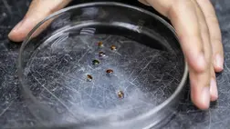 Megvan a titkos fegyver, amitől az ágyi poloskák valósággal rettegnek